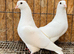 PURE WHITE ENGLISH GARDEN DOVES