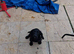 Cocker Spaniel puppy for sale