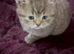 Mix British kittens