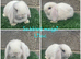 Pure breed mini lops bucks