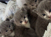 For beautiful grey and grey and white kittens