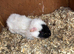 Black and white guinea pig