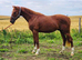 Quality Rising 3 year old Gelding