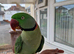Super Tamed Alexanderian Parrot for