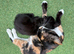 Gorgeous kittens