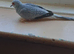 Silver male diamond dove for sale