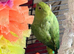 Indian ringneck female