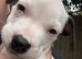 Staffy X puppies