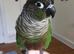 Baby tamed Green counure talking parrot