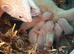 Micros ferrets