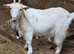 Female Pygmy goats for sale