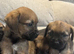 Border terrier puppies