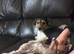 Beautiful girl in need of a loving home