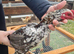 Young trio of mottled ko shamo chickens