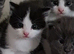 RAGDOLL CROSS BRITISH SHORTHAIR