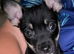 9 weeks old jack Russell cross Chihuahua