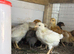 4 week old mix breed chicks