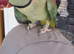 Alexandrian male talking parrot