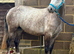 Gorgeous grey roan 14.2 full reg Connemara Mare 3 yrs old