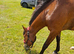 15 hh 5 yr old newforest mare