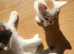 4 kittens