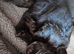 Kc cocker spaniel chocolate pups born 26/07/26