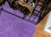 Main coon cross