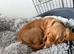 Red Cocker Spaniel Puppies