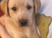 Gorgeous girl Labradors