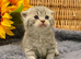 EXCEPTIONAL SCOTTISH/BSH KITTENS (READY 17TH JULY)