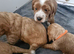 Beautiful Cockerpoo Puppies