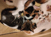 Beautiful litter of kittens looking for there forever homes