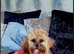 1 girl shihpoo