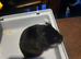 Lots of female Syrian hamsters