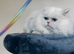 Gorgeous blue eyes pure white Persian minuet munchkin boy