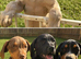 Beautiful 5-Month-Old Puppies Looking for Their Forever Homes