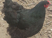 Pair of Orpington