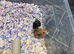 5 Baby Syrian Hamsters(Litter One)