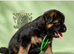 LONGHAIRED SHOW TYPE GSD PUPPIES KC DNA TESTED PARENTS