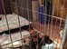 Miniature dachshund puppys