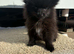 Beautiful Pomeranian Puppies for Sale