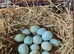 Blue Celadon Quail Hatching Eggs (12-16g) into the Jumbo class).