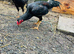 6 Turkish hint x jap shamo chick's