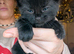 Beautiful Russian black kitten