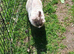 Female lionhead rabbit
