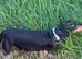 Miniature Dachshund female