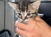 5 tabby kittens