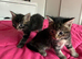 2 female kittens
