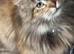 1 Stunning classic tabbie pedigree Mainecoon