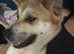 Rehoming 2 sisters